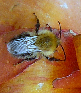 Pszczoły - P1030723A.jpg