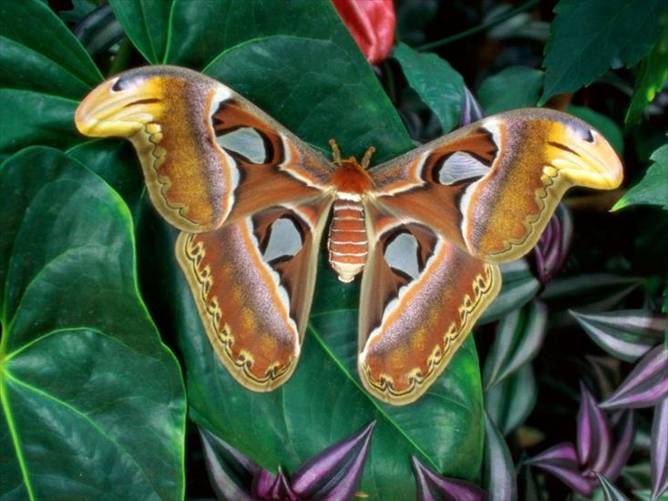 Motyle - zw motyl10.jpg