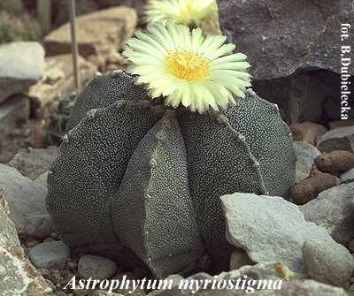 Kaktusy - myrio.jpg