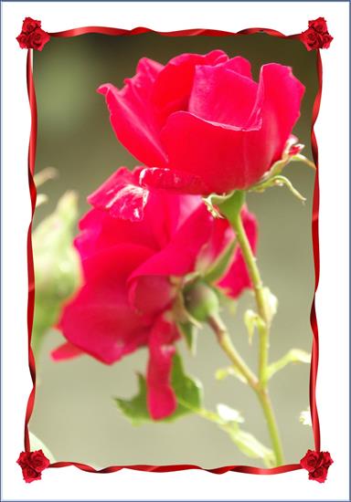 Kwiaty w oprawie - Róża C.jpg