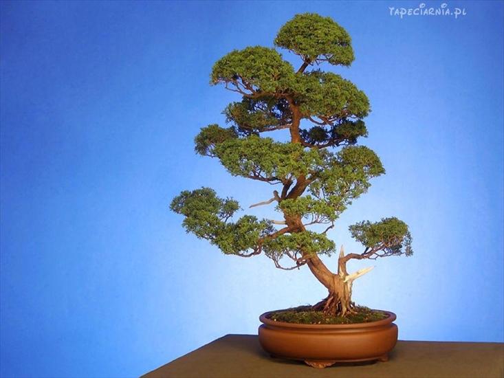 Drzewka Bonsai - Drzewko bonsai.JPG