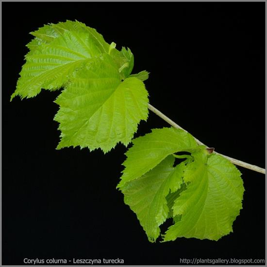 Corylaceae - Corylus colurna - leszczyna turecka 5.JPG