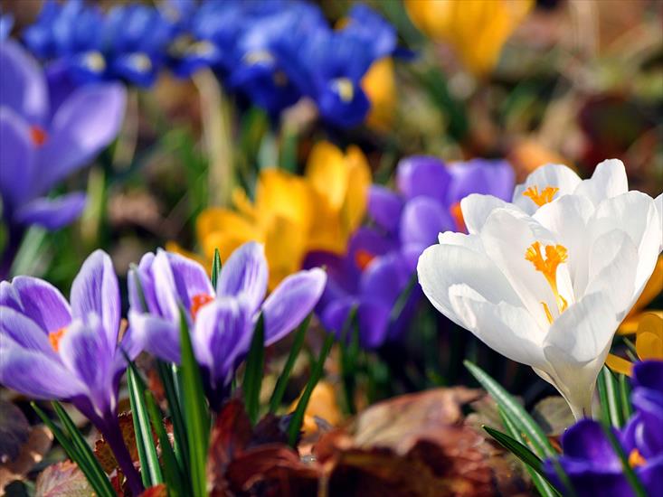 ewaldek - Spring-flowers-crocuses_1920x1440.jpg