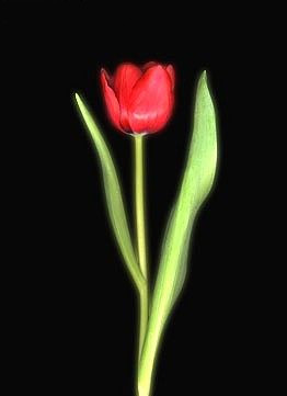 kwiaty - tulipan.jpg