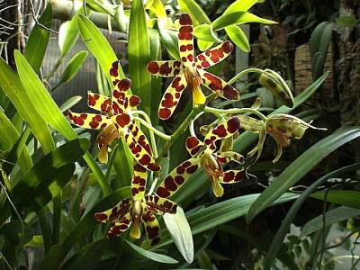 orchideje - Ansellia_africana_10.jpg