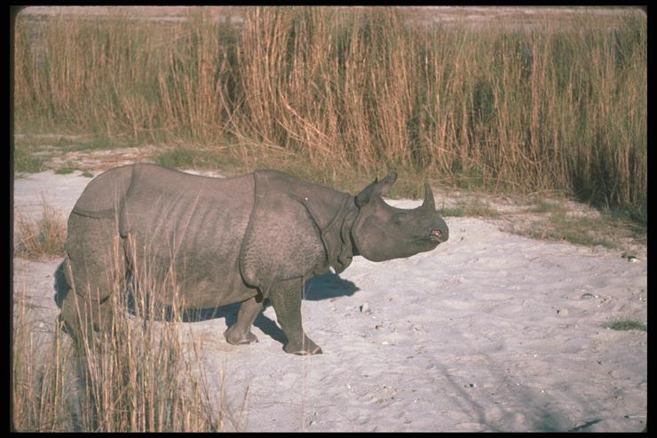 Hippos and Rhinos - 12.tif