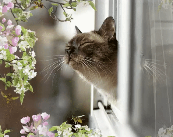 wiosna - kot wącha zapachy wiosenne.gif