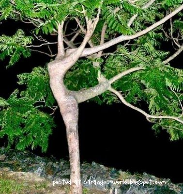  CIEKAWOSTKI  NATURY  - dancing-tree.jpg