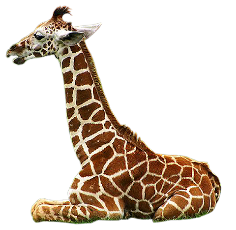  Zwierzaki  PNG - żyrafa 5.png