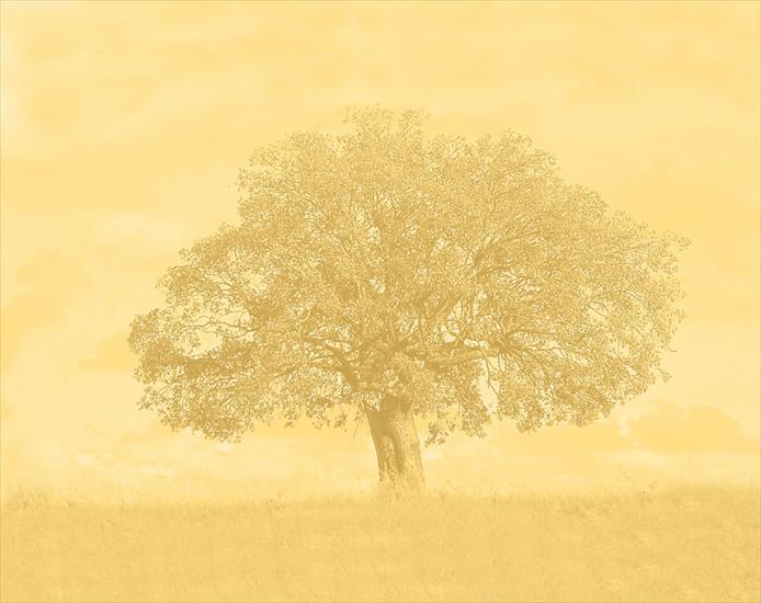 HIGH DEFINITION BACKGROUNDS - 00368_arbre_1680x1050.png