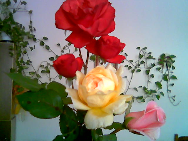 Róże - roze_64_15.jpg
