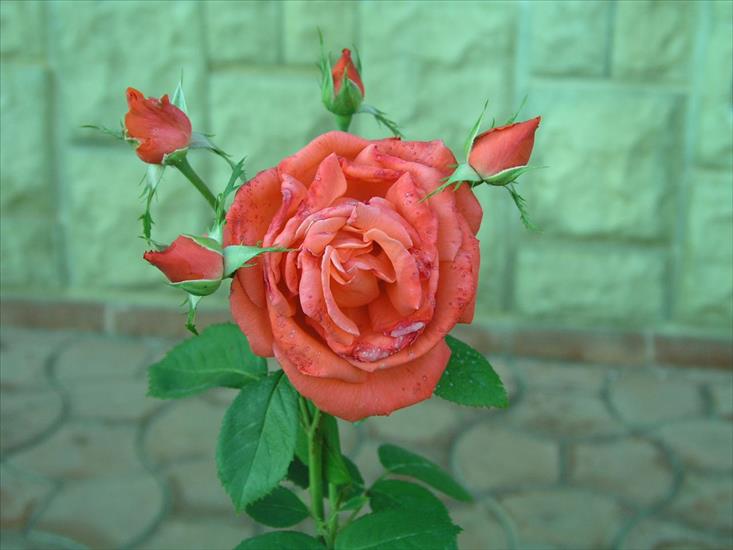 Kwiaty - 25743-Rose.jpg