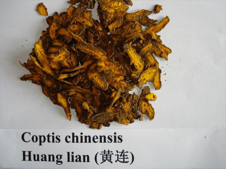 CHIŃSKIE - Coptis chinensis - Dun, Hung lin.gif