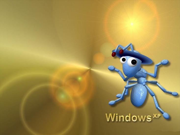 Windows - windows_16.jpg