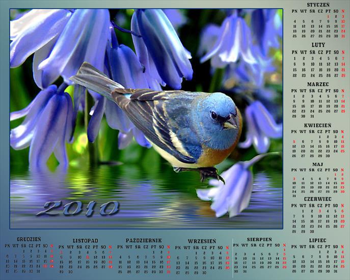 Kalendarze z ptakami - Bez nazwy 48.jpg