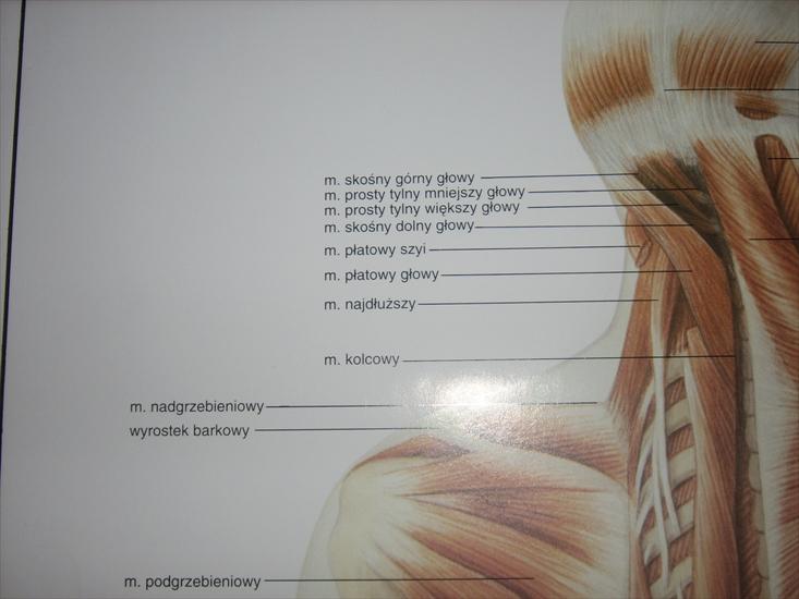 zdjęcia anatomia - SPA53004.JPG