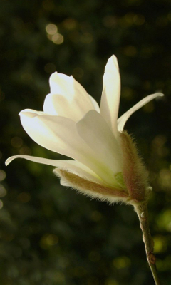 Kwiaty - Magnolia_by_tartanink.jpg