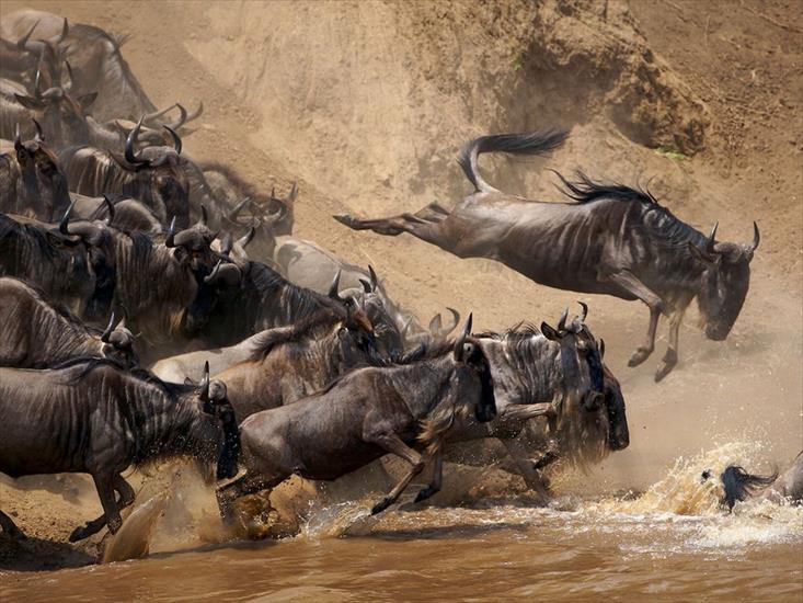 ALBUM NATIONAL GEOGRAPHIC - wildebeests-jumping-kenya_28400_990x742.jpg