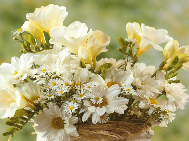 Galeria bukietów kwiatowych - Wiosenny bukiet białych kwiatów.jpg