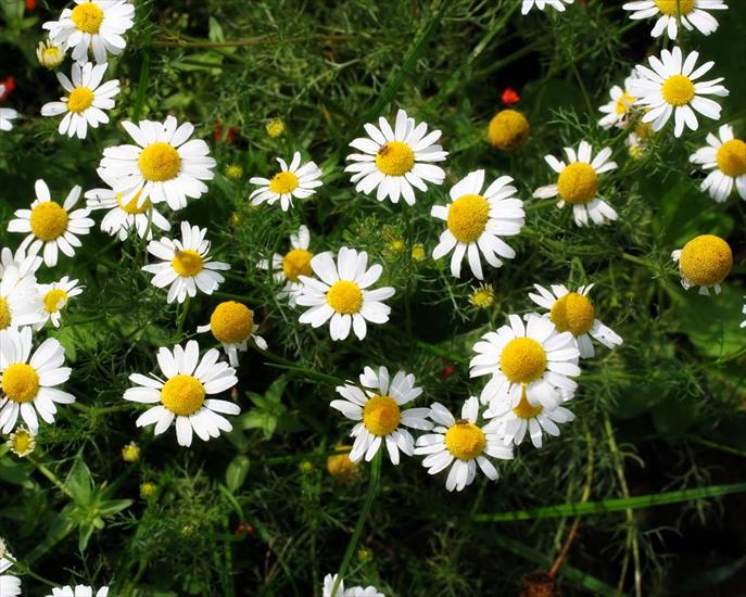 KWIATY_Obrazki i gify - Daisies-in-field.jpg