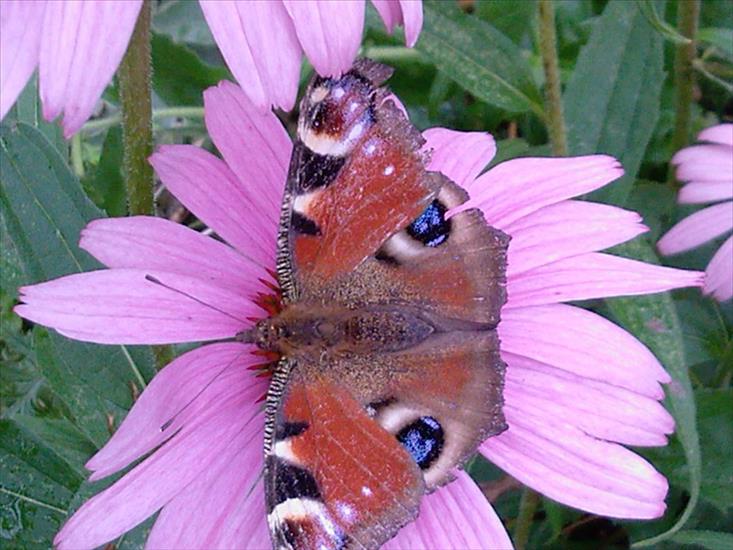 Motyle na kwiatach - Motyl 32.jpg
