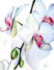 kwiaty - storczyk biały.jpg