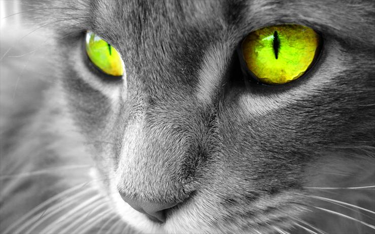 Koty - Yellow-eyed-Cat.jpg