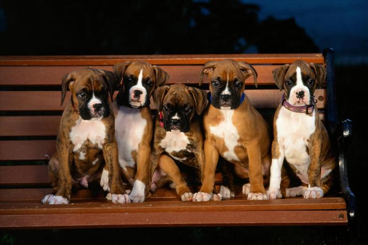 Webshots Collections - Boxer Puppies  Ron Kimball Studios.jpg