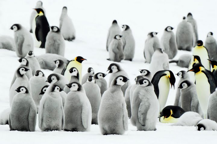 pingwiny - Emperor Penguins, Antarctica.jpg