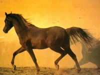 konie1 - cheval0003petite.jpg