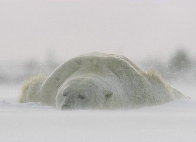 Misie polarne - misie_polarne_66.jpg