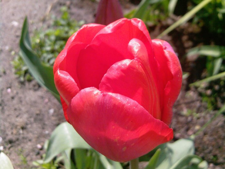 Tulipany-2014 - Zdjęcia-0020.jpg