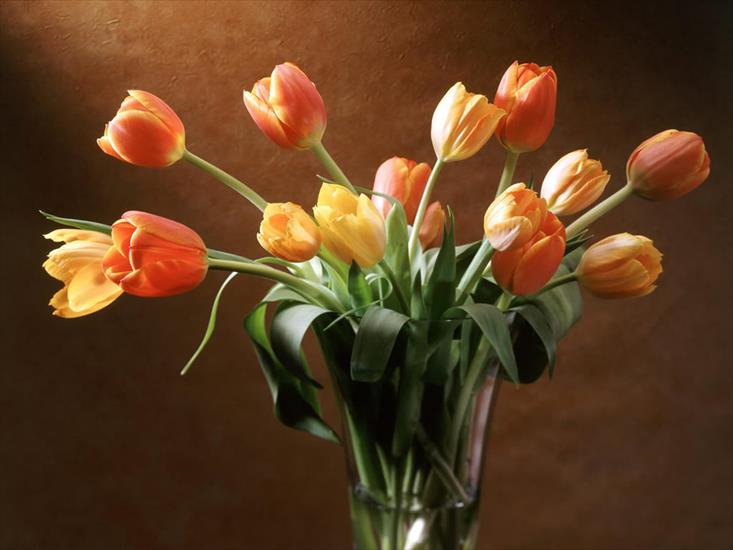 kwiaty - tulipany3.jpg