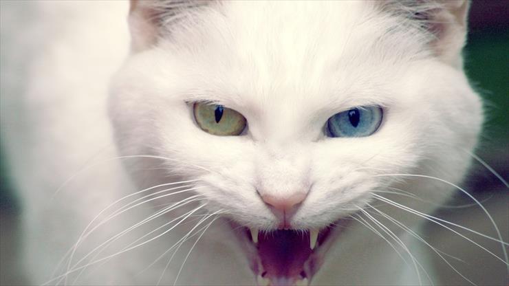 Galeria - white-cat.jpg
