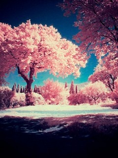 widoczki - Pink_Trees.jpg