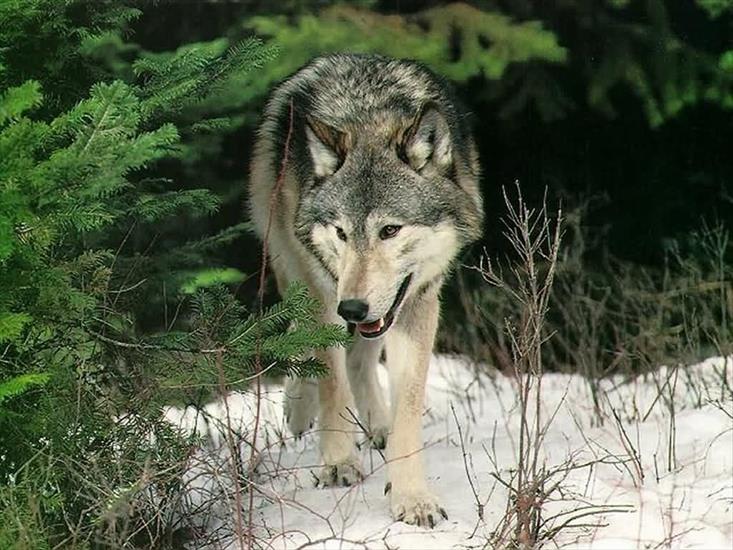 Wilki - Wolf21.jpg