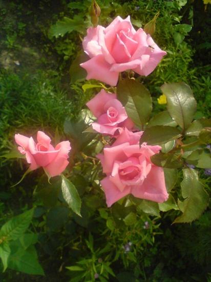róże - roza--_13891268345493.jpg