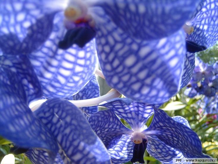 storczyki - orchidea-087.jpg