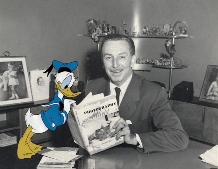 Disney Donald i D... - To jest konstytucyjnym przywilejem każdego Amery...hodowlane lub rosną jak Donald Duck.-Walt Disney.jpg