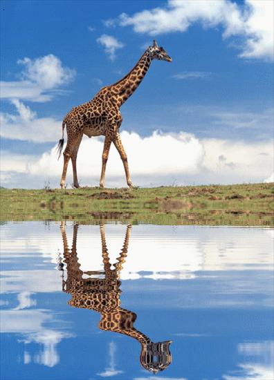 roznite - Masai Giraffe, Masai Mara, Kenya.gif