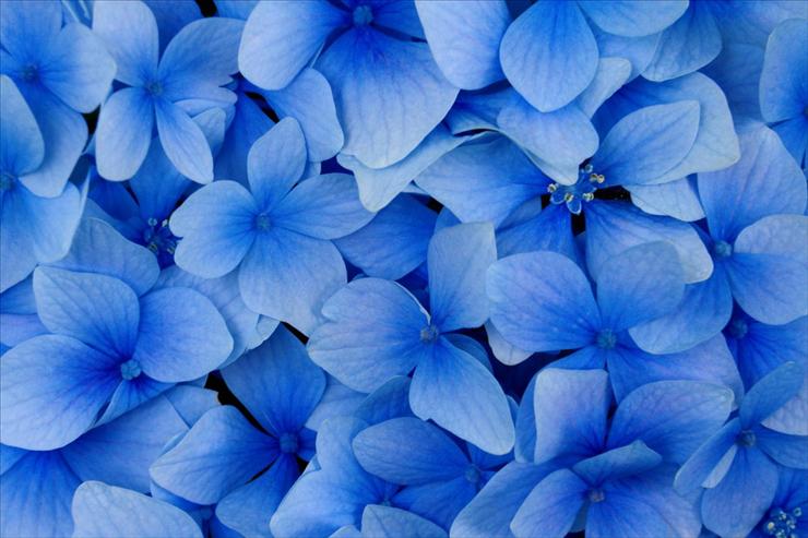 Webshots Collections - Blue Hydrangea Blossoms  Don Paulson.jpg
