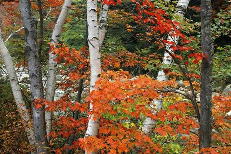 Webshots Collections - Birch and Maple Trees, White Mountains National Forest, New Hampshire  Willard Clay.jpg