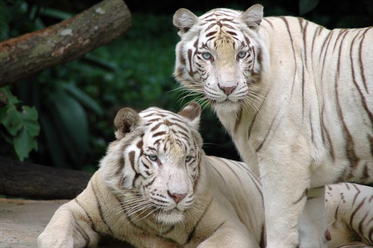 zwierzęta - Tigers.jpg