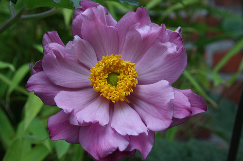 anemony - anemone-flower-3.jpg