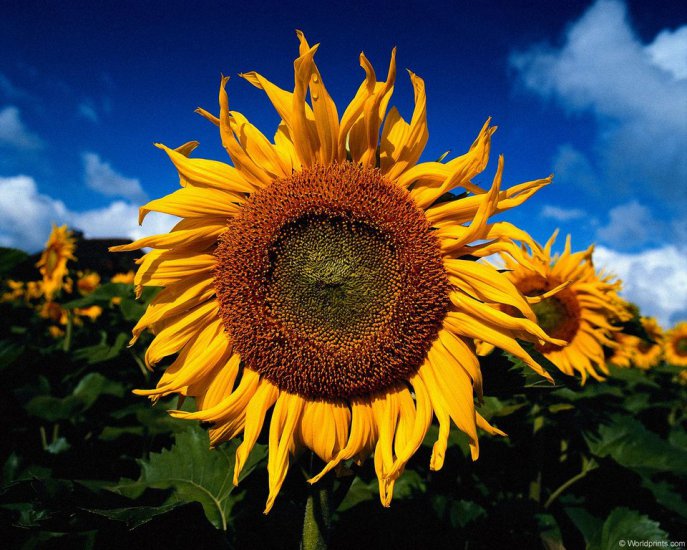 kwiaty - sunflower9.jpg