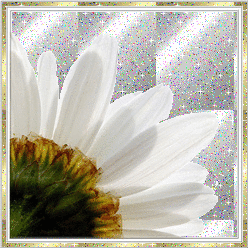 Kwiaty Chomisia52 1 - 0921.gif