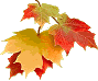  3 Jesien - maple-leaves-fall-autumn3 1.gif