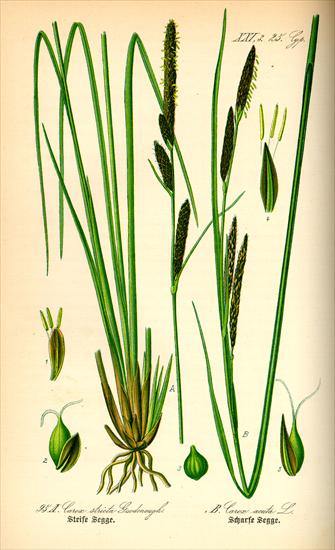 Trawy - Carex stricta - Carex acuta.jpg