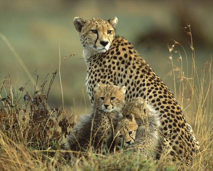 a_o_t_w_w - Cheetah Mother and Cubs Masai Mara National Reserve Kenya.jpg