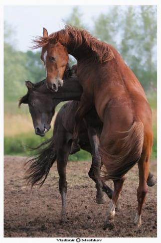 Konie - walczace_konie.jpg